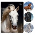 Zeszyt A5 16k linia 70g UV Wild Horses INTERDRUK