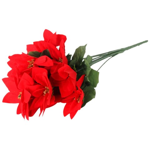 Bukiet 12 POINSECJI 38 cm GWIAZDA BETLEJEMSKA KOLOR CZERWONY